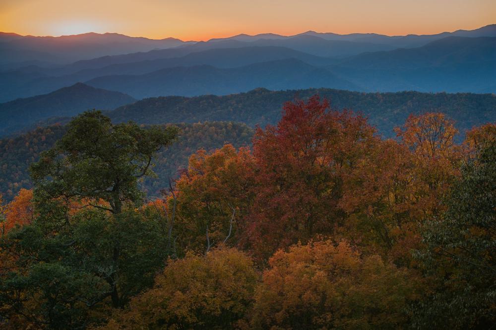 Expert Timber Valuation Ashe County, NC