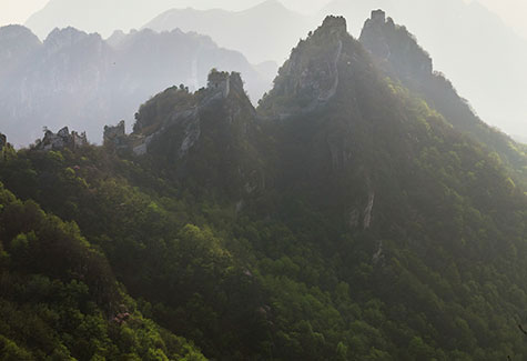 China Sawmill Hardwood Exports