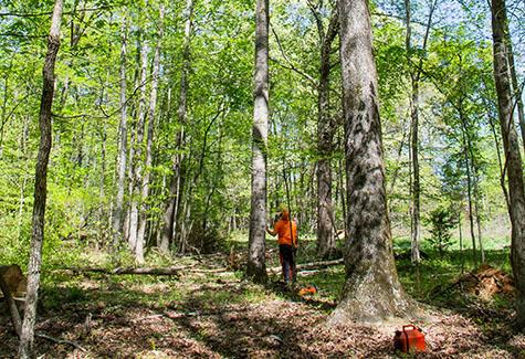 Forestry Management Wilkesboro, NC