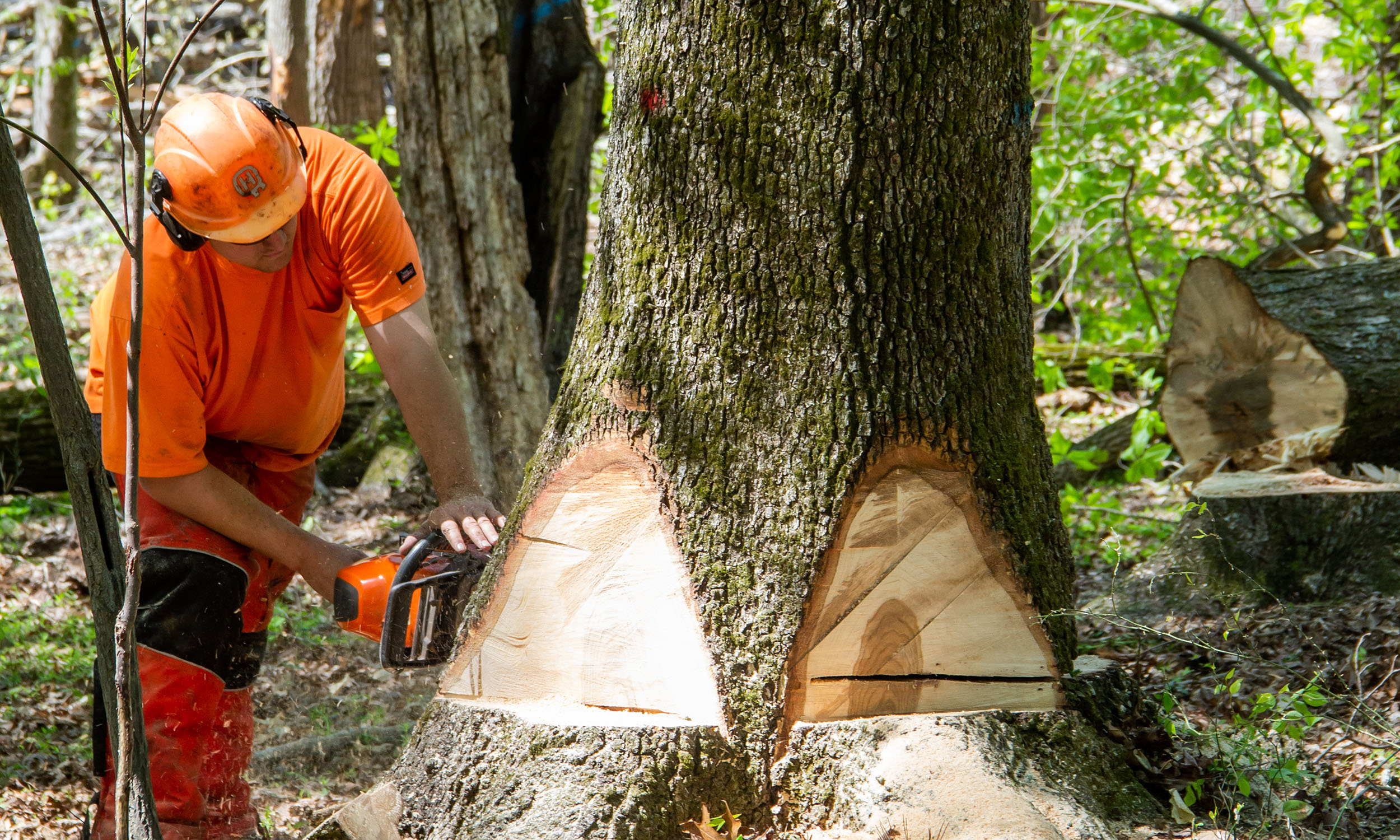 landing-page-timber image North Carolina Timber Harvest