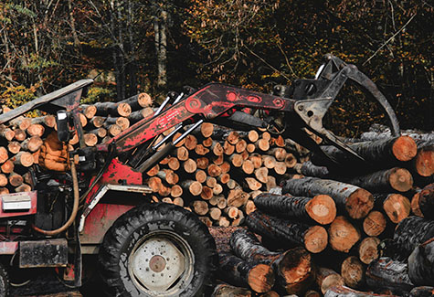 Timber Harvest Wilkes County, NC