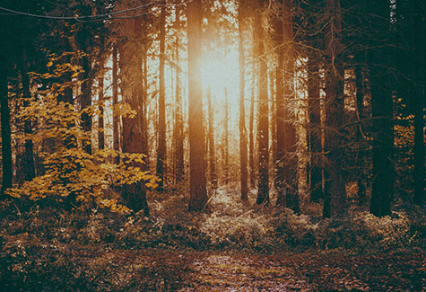 North Carolina Forestry Management Help
