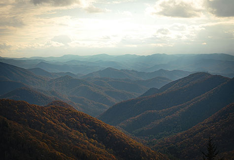 North Carolina Forestry Management