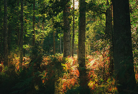 lp timber harvest