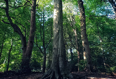 Selling Timber in North Carolina