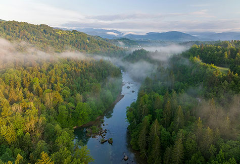 Triad, NC Sawmill and Forestry Management Services