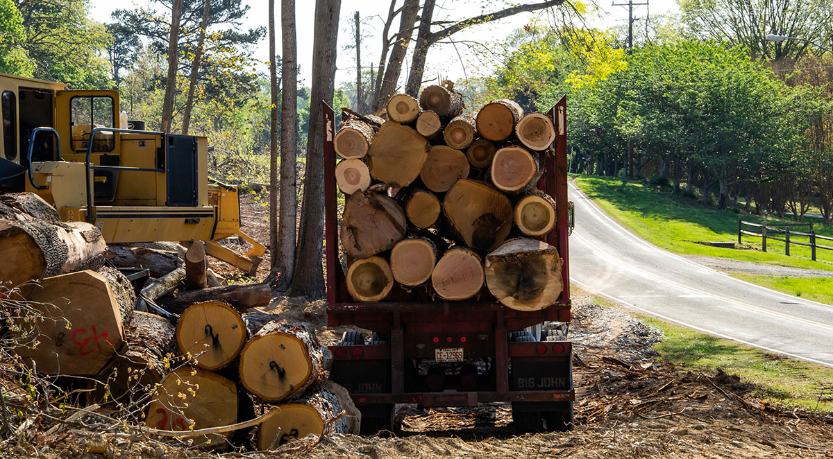 Everything You Need To Know About Forestry Management and Harvesting Timber in North Carolina