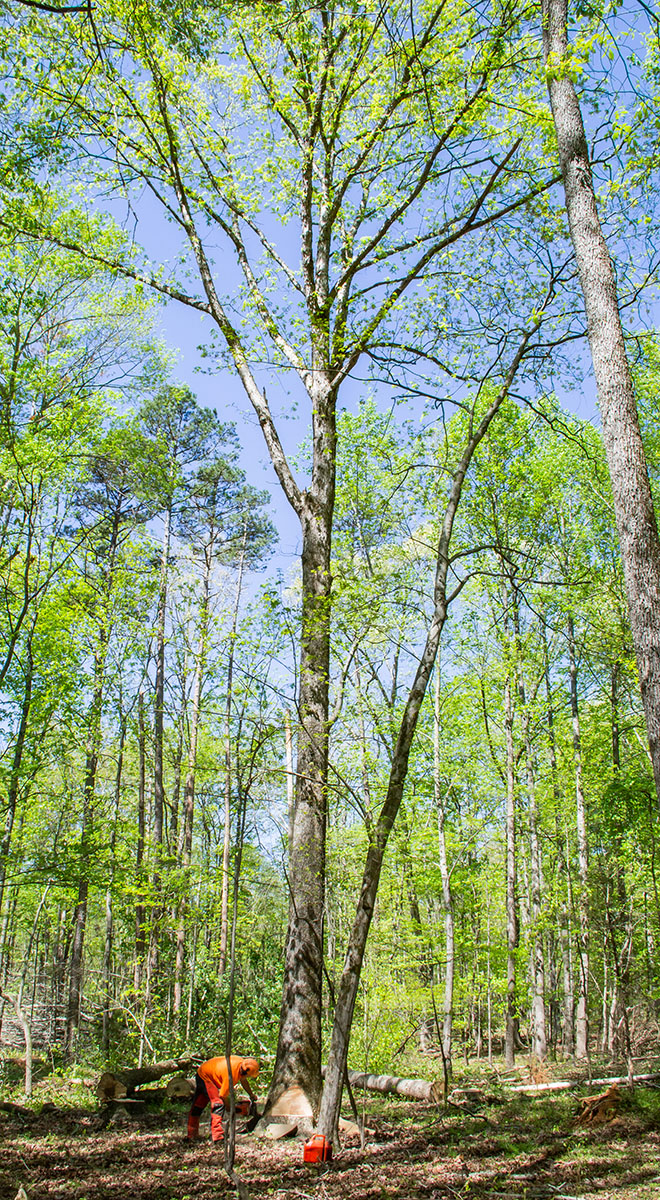 forestry management in Wilkes County NC