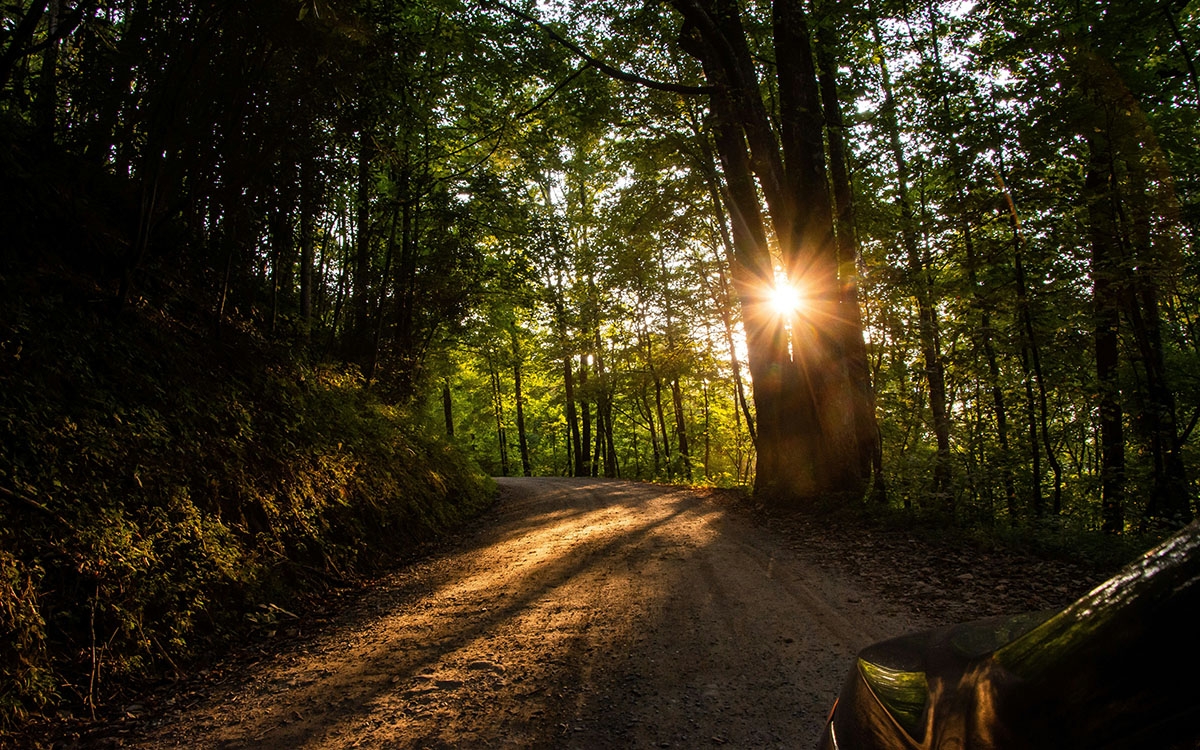 Sustainable Forestry Practices in the Appalachian Region