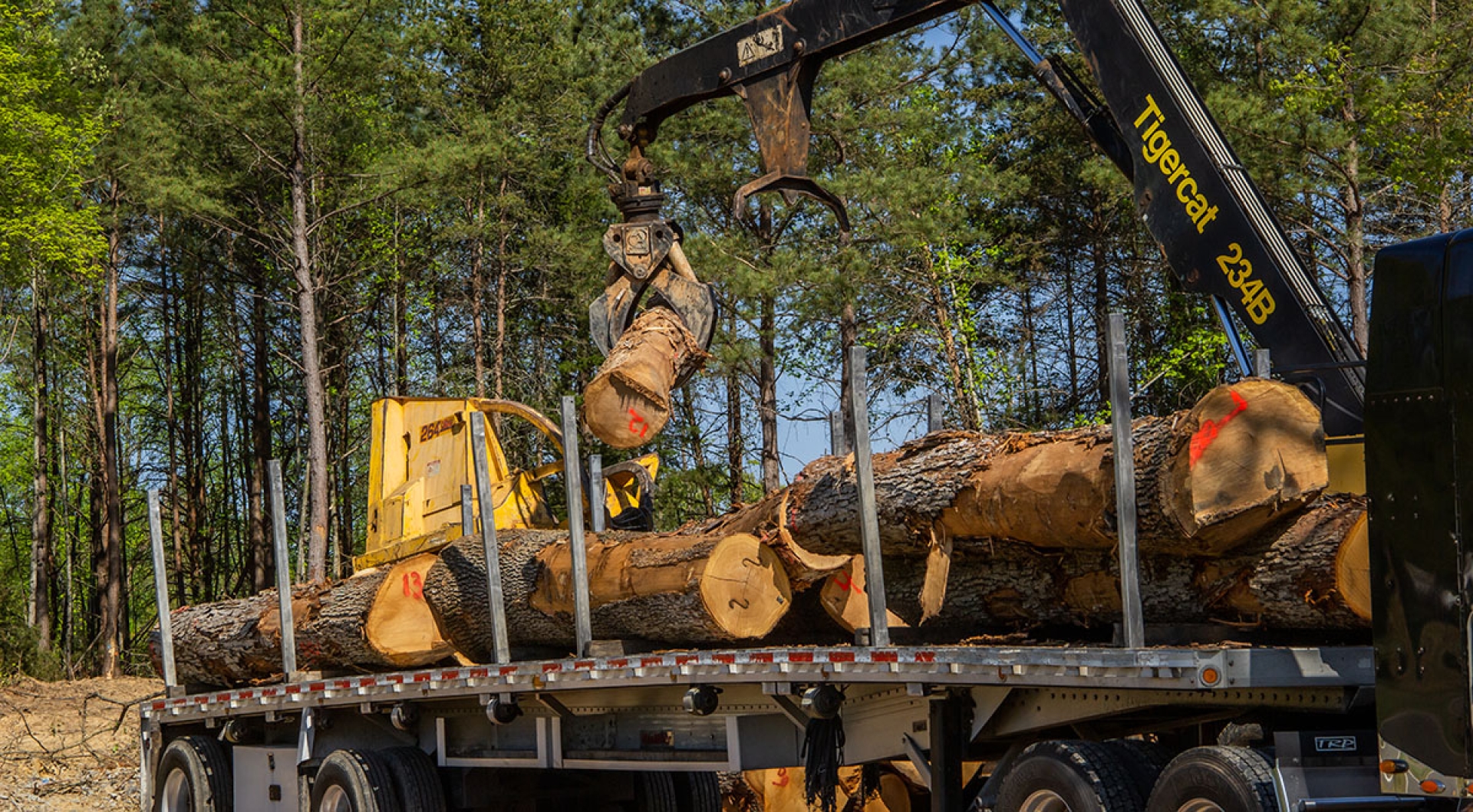 How To Know When To Harvest Your Timber