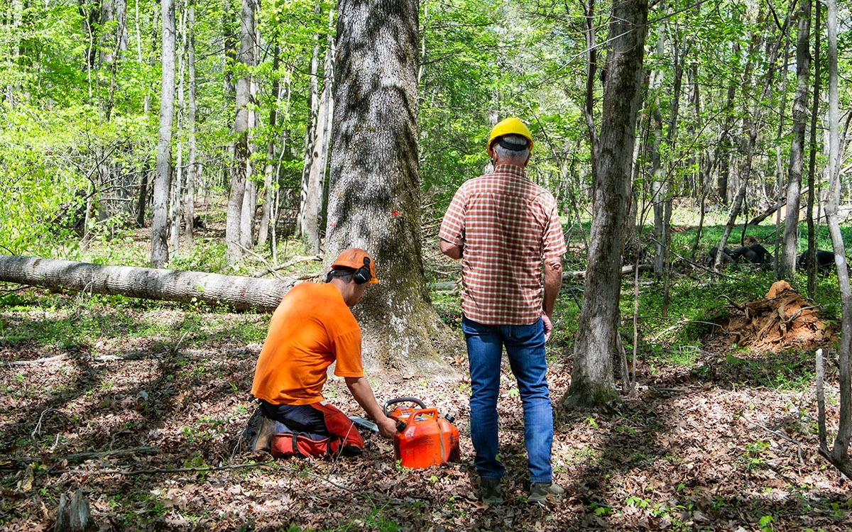 What You Should Know About Clear-Cutting and Sustainable Harvesting