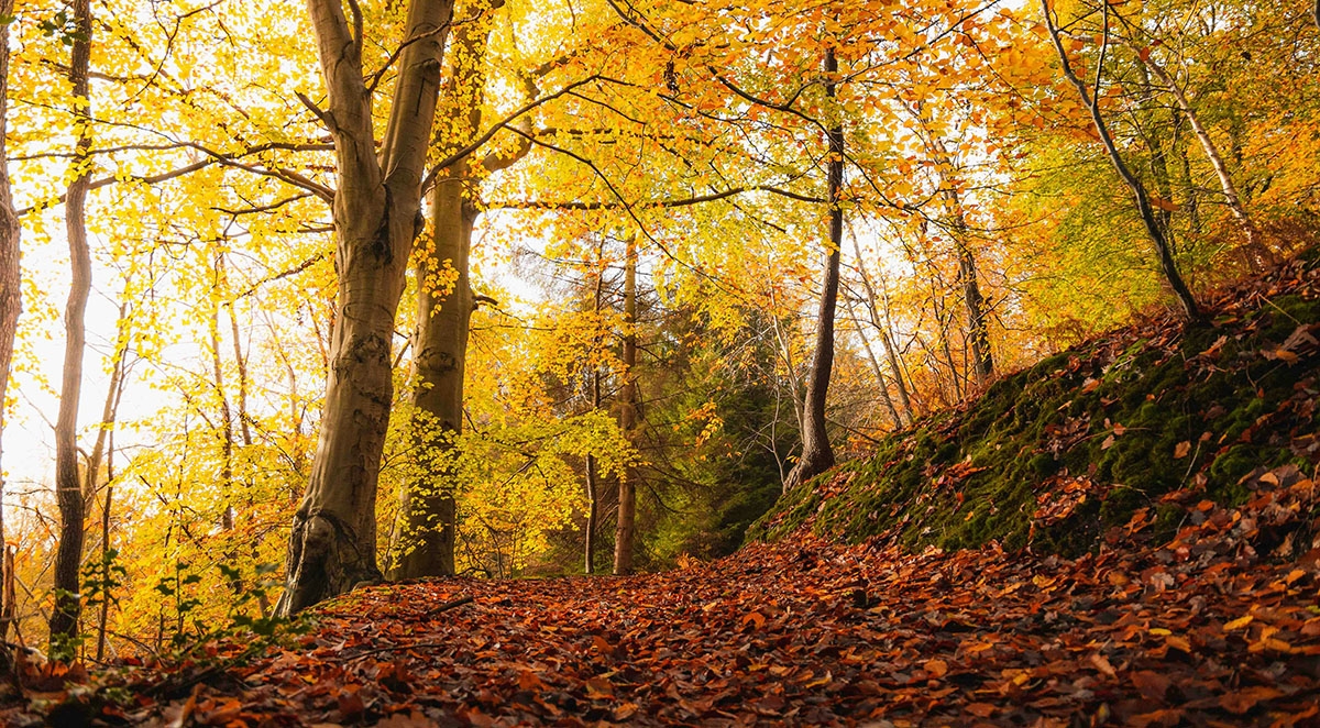 12 Things You Need to Know About Forestry Management in North Carolina