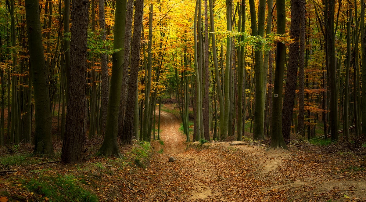 Glossary Of Forestry Terms For Buyers Of Hardwood Products