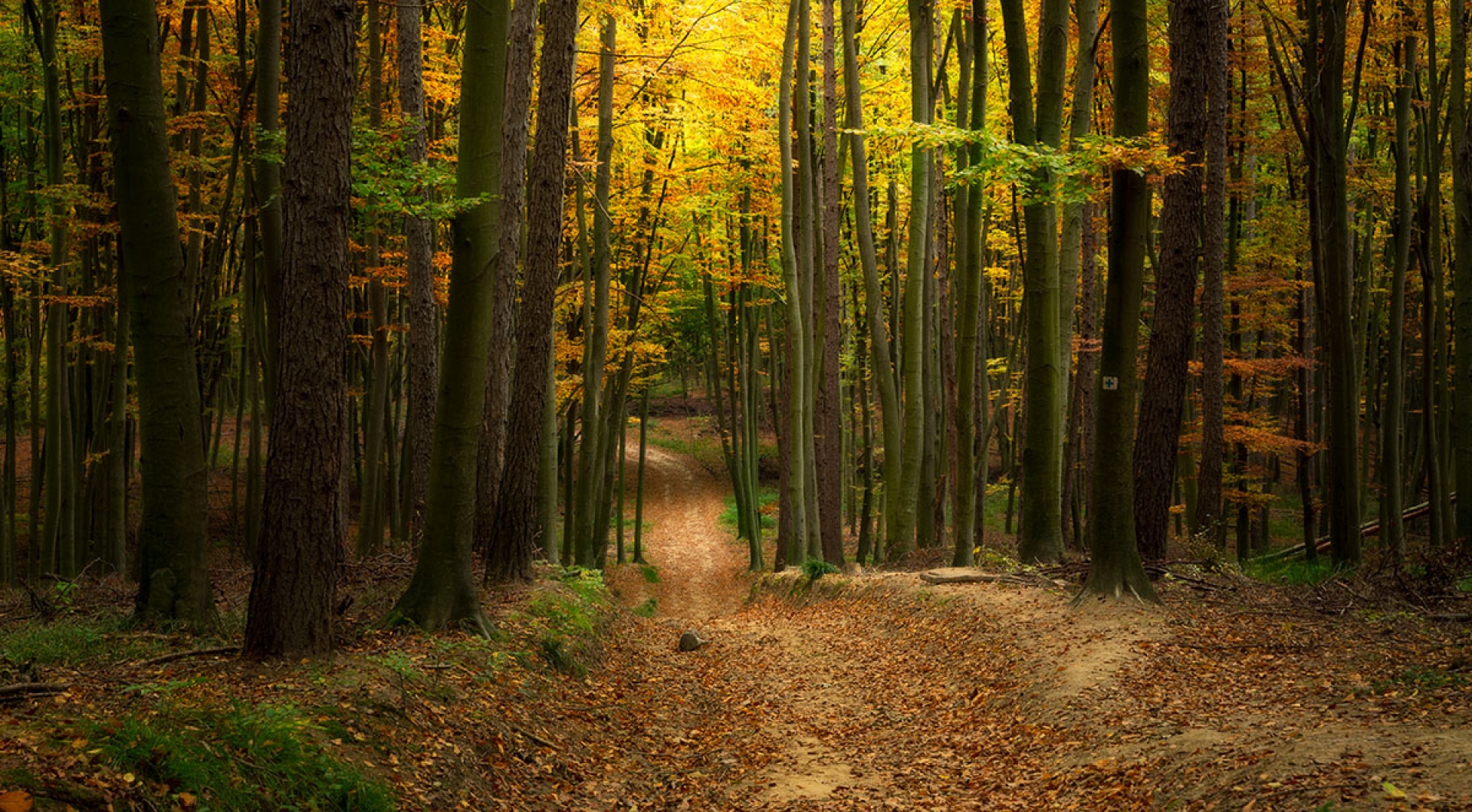 Glossary Of Forestry Terms For Buyers Of Hardwood Products