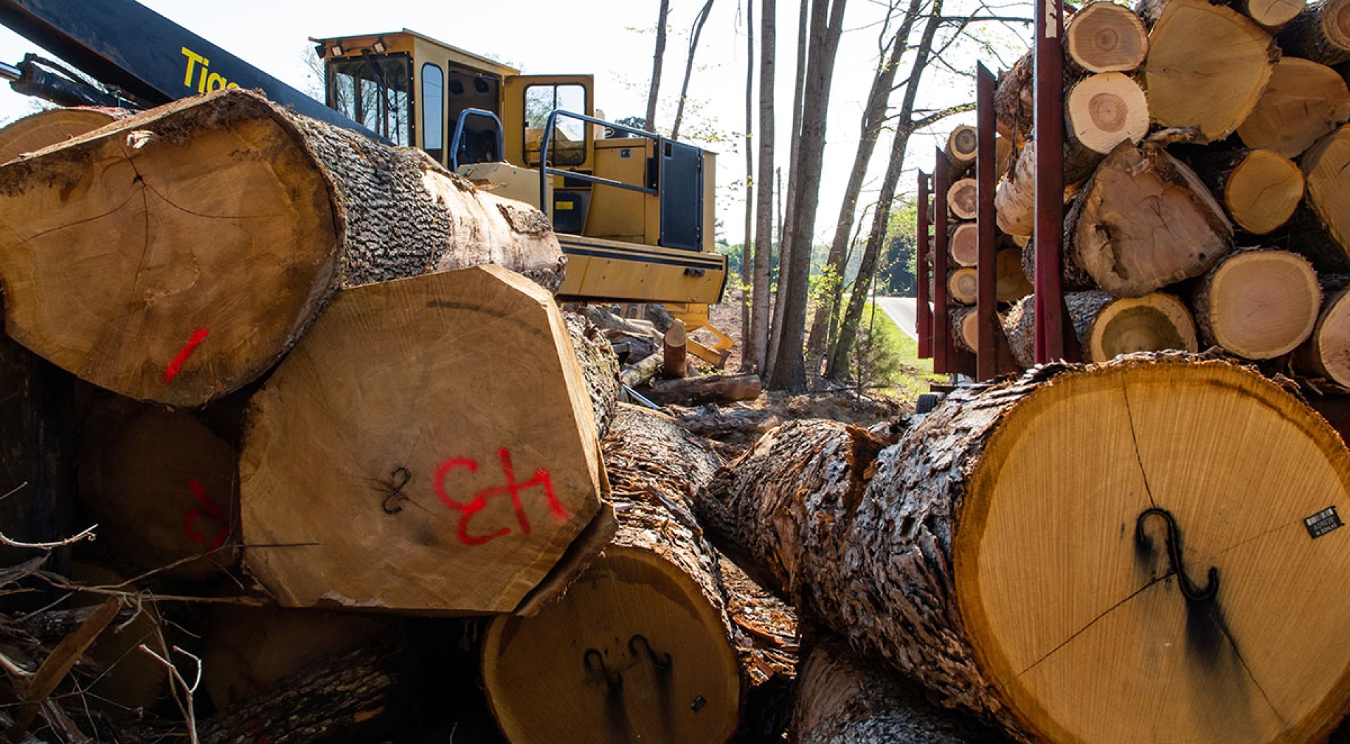Seven Steps for Harvesting Timber