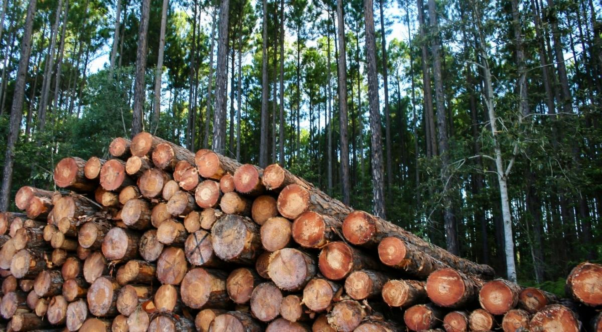 Is Logging Bad for the Environment?