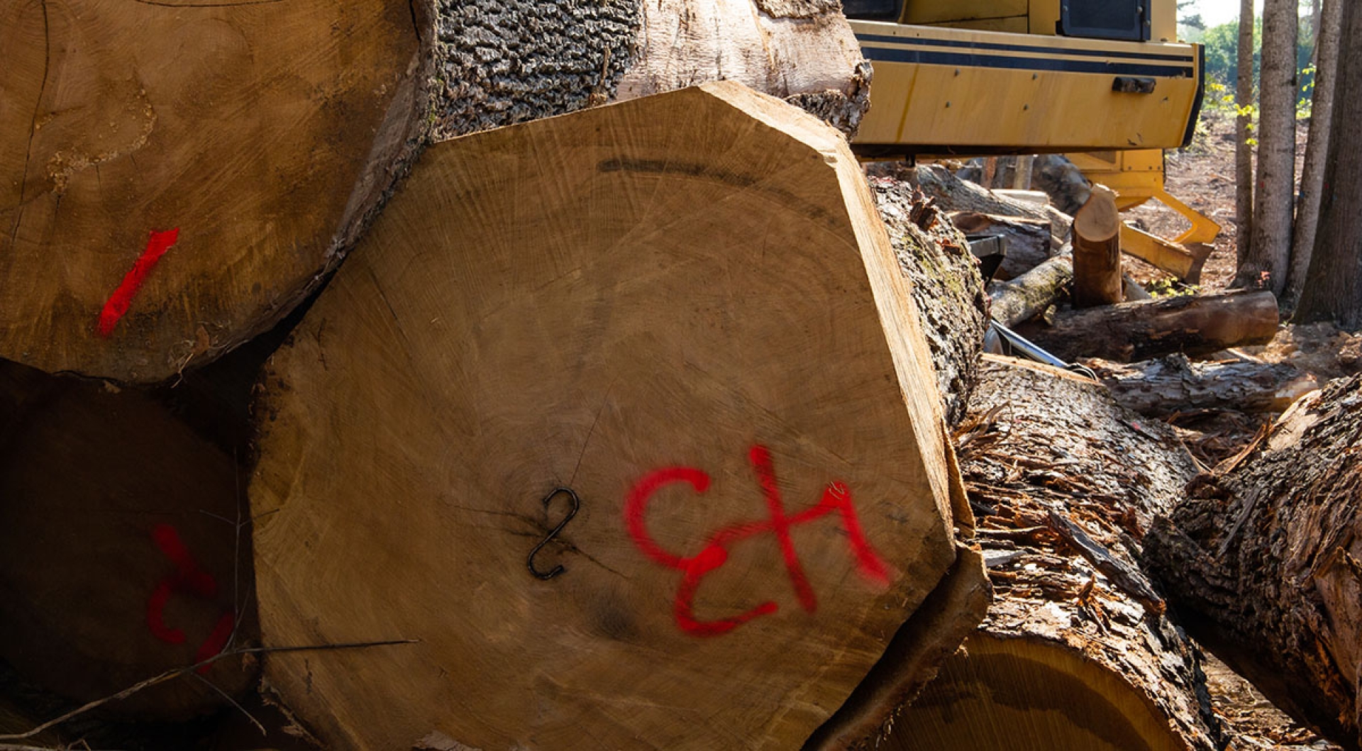 How to Manage a Clear Cutting Project in North Carolina