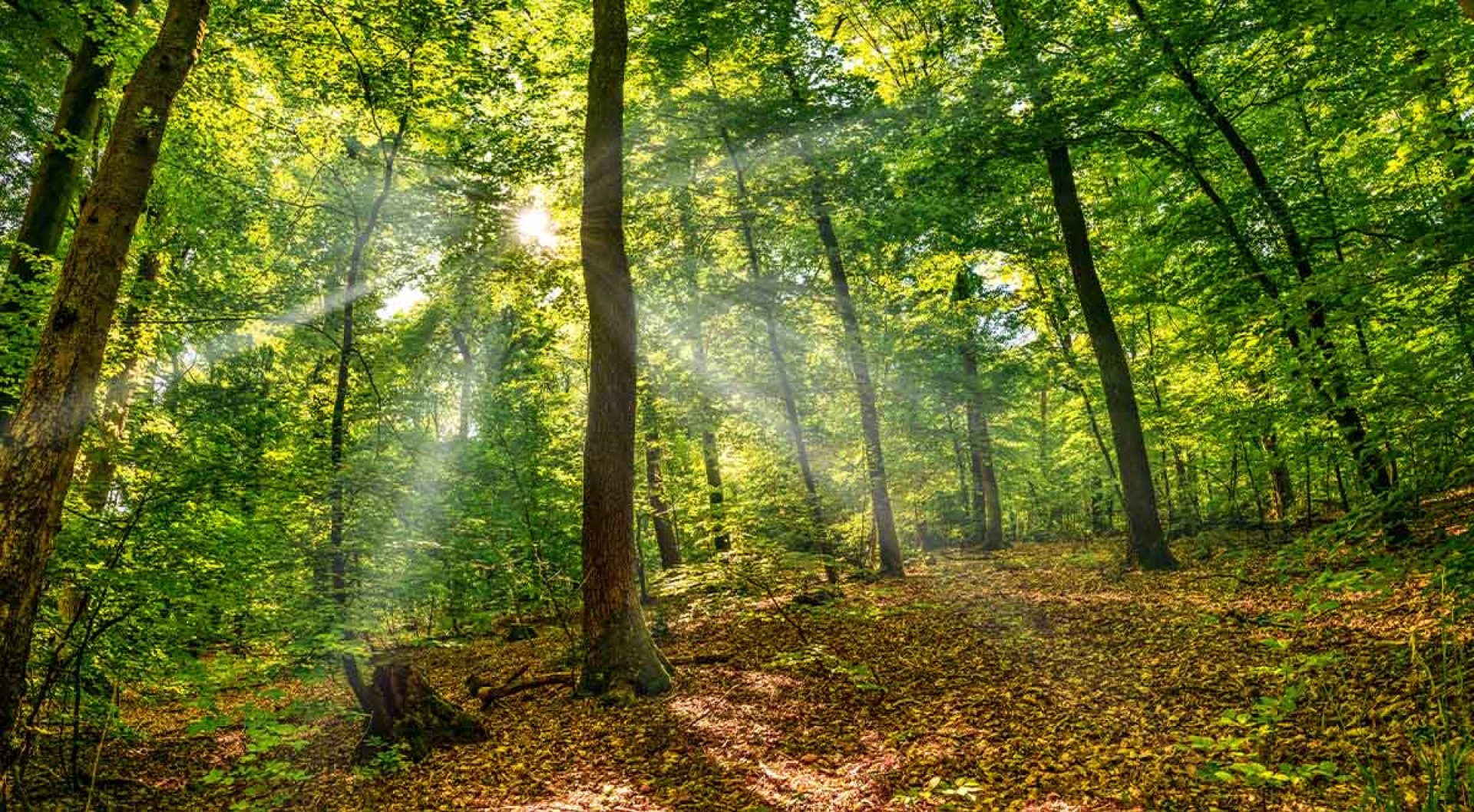 Summer Timber Management: Maximizing Value During Peak Growing Season