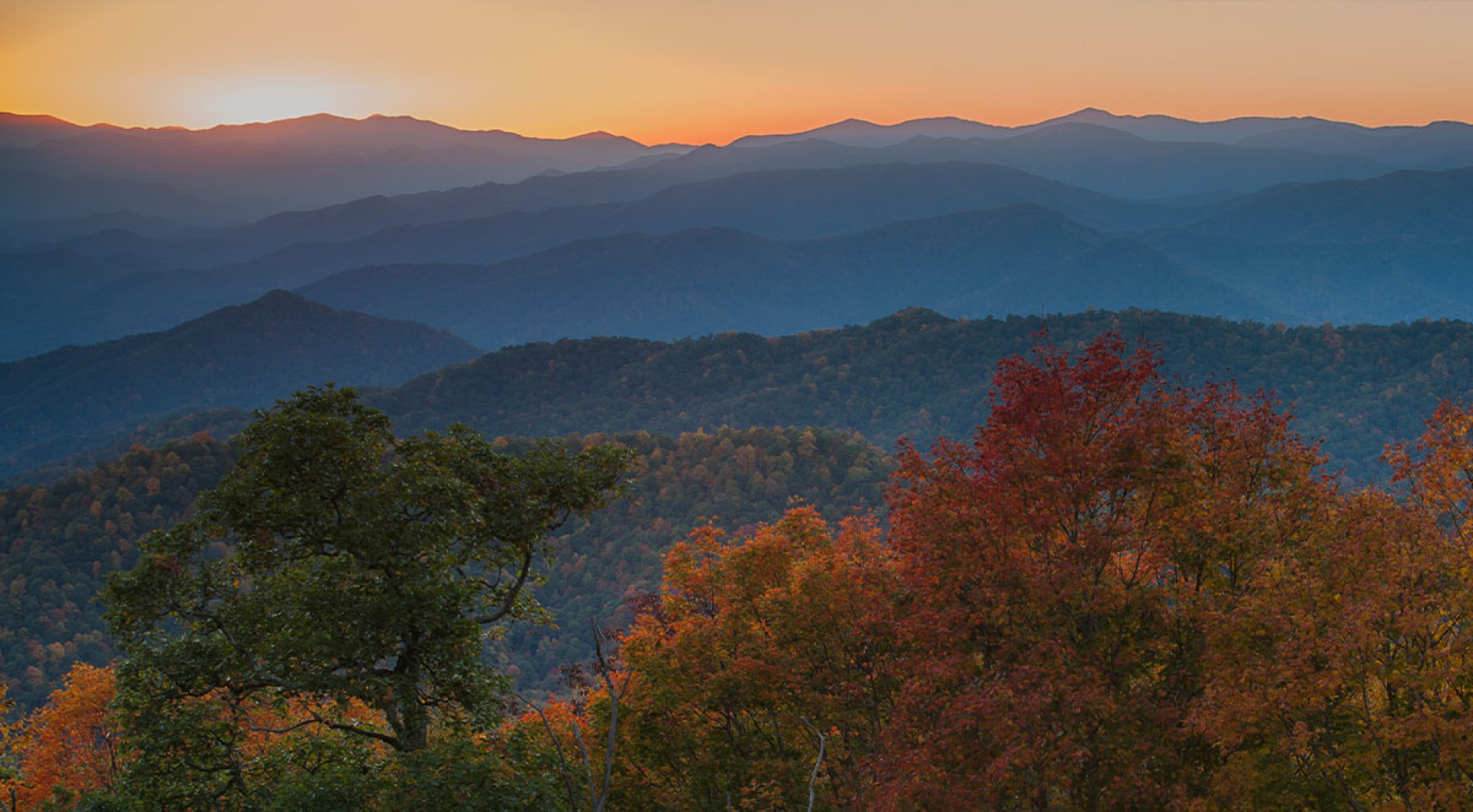 Understanding Premium Appalachian Hardwoods: Species Selection Guide for Manufacturers